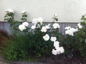 a bunch of white roses growing next to a fence at Hotel Engel in Waldbronn