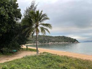 a palm tree on a sandy beach next to the water at Turtle Cottage Magnetic Island in Picnic Bay