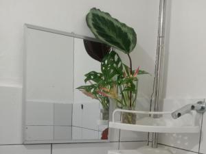 a plant in a vase in front of a mirror at Vincent Lloyd's Guestroom in San Vicente