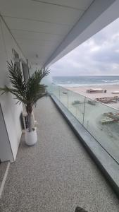a balcony with a potted plant and a view of the beach at Anateea by the Sea in Mamaia