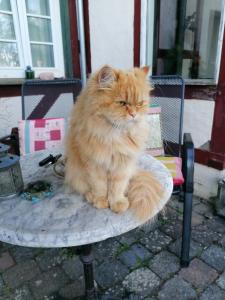 un gatto arancione seduto sopra una sedia di Hof Idarwald a Horbruch