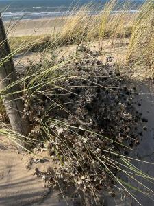 Fotografie z fotogalerie ubytování Gezellig vakantiehuisje op loopafstand van de duinen en het betoverende Egmondse strand v destinaci Egmond aan Zee