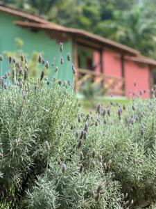 a field of purple flowers in front of a red house at Recanto da Roca in Domingos Martins