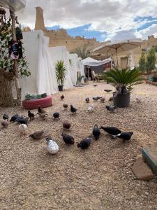 a group of birds standing on the ground at Muhra Camp Siwa in Siwa