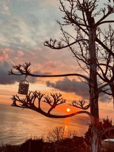 a tree with a basket in front of a sunset at Villa Olga studios in Nea Skioni