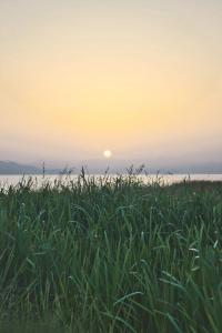 a field of tall grass with the sunset in the background at Apartmani Konoba Starčevo in Virpazar