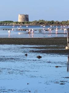 een groep roze vogels op een strand bij In Laguna ...tra Sacro e Profano in Marceddi