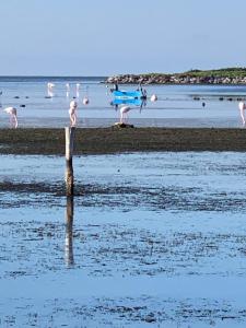 een groep vogels op een strand met water bij In Laguna ...tra Sacro e Profano in Marceddi