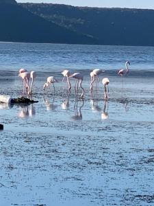een groep flamingo's in het water op een strand bij In Laguna ...tra Sacro e Profano in Marceddi