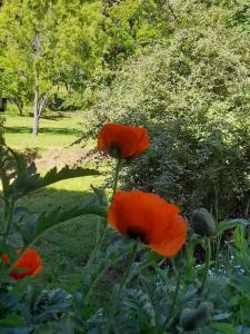 Un jardín fuera de Un Espacio Cómodo Cómodo