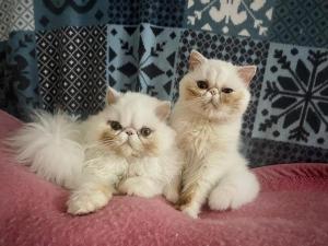 two white cats sitting on top of a bed at Chez Sigmund et Skywalker in Lachau