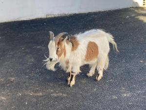 a goat standing in the middle of the street at Basque style house 15 min from Bidart beaches in Arcangues