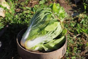 Ảnh trong thư viện ảnh của Kamenarien ở Ema