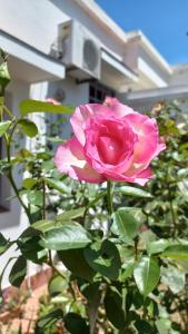 a pink rose in front of a house at Chalet del Rosedal in San Salvador de Jujuy