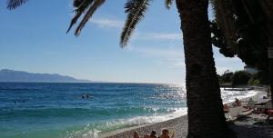 a beach with a palm tree and people in the water at apartmani Natali in Podaca