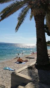 a palm tree on a beach with people swimming in the ocean at apartmani Natali in Podaca