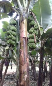 Une bande de bananes vertes suspendues à un arbre dans l'établissement The Hondo Hondo House, Mto wa Mbu, à Mto wa Mbu