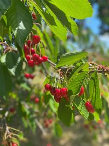 a bunch of red berries on a tree with green leaves at Gîte du cerisier in Raddon-et-Chapendu