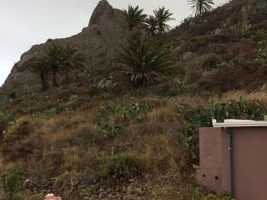 Una colina con árboles y palmeras. en Casa-solarium en la naturaleza en Santa Cruz de Tenerife