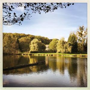 a lake with a log in the middle of it at La cabane de l'étang in Feings