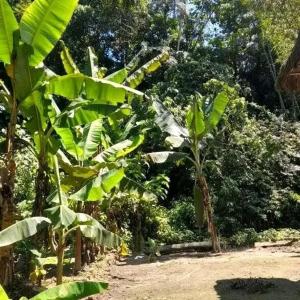 Jardín al aire libre en Ecological Sacha Wasi