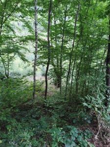 uma área arborizada com árvores e plantas verdes em Kuca u sumi em Bijelo Polje