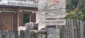 een kat op een rots naast een bord bij Arnika Tatariv in Tatariv