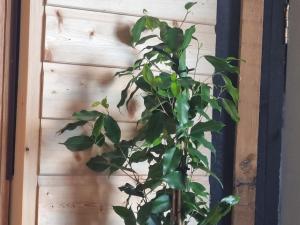 a plant in front of a wooden wall at Angelas Hideaway private hot tub and sauna in Dungannon