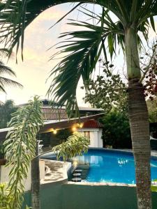 弗拉明戈海灘的住宿－Cabinas Flamingo，游泳池旁的棕榈树
