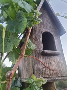 蒂梅丘拉Hidden Hacienda的相册照片 更多50张照片