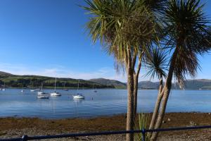 two palm trees on a beach with boats in the water at An Cuilidh in Port Bannatyne