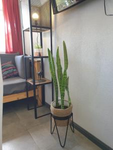 una planta en una silla en una sala de estar en Alojamiento Trayken en San Martín de los Andes