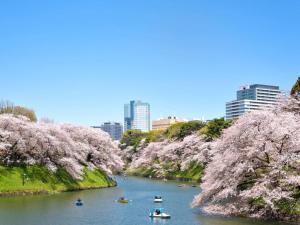 a river with boats and cherry trees in a city at Keio Presso Inn Tokyo Kudanshita in Tokyo