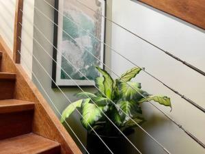 波因特卢考特Treetops on Tramican - Ocean View - sleeps 10的相册照片