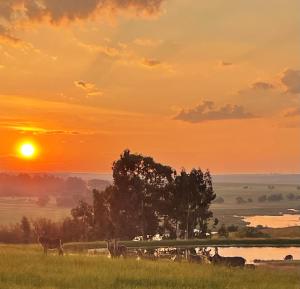 a group of horses grazing in a field at sunset at Holbank River Lodge in Ermelo