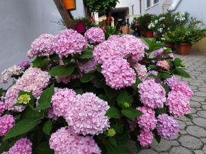 un montón de flores púrpuras en un jardín en Casa Zara en Mörbisch am See