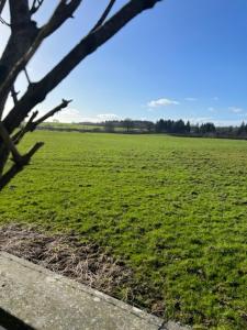 pole zielonej trawy z drzewem na pierwszym planie w obiekcie Cosy country cottage in rural location w mieście Moffat