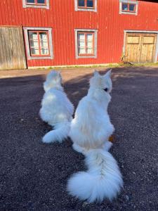 two white cats sitting in front of a red building at Homestay in picturesque village 