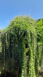 Ảnh trong thư viện ảnh của GRANDIFLORA safari resort ở Udawalawe