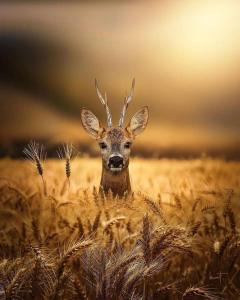 Foto dalla galleria di Hillside Strašín Šumava a Strašín