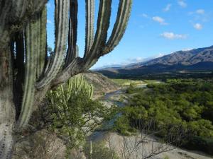 a saguaro cactus on the side of a mountain at Casa Rustica Reserva Biosfera Tehuacan Cuicatlan 