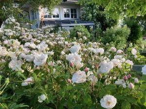 a field of white roses in front of a house at Ferienwohnung Päusken mit Rosengarten im Hochsauerland in Bestwig