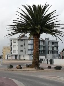 a palm tree in front of a building at Atlantic Dunes Unit 10, Self Catering in Rand Rifles