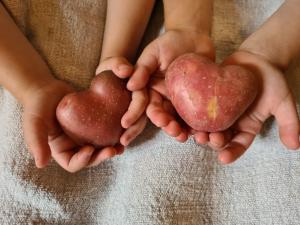 zwei Hände mit zwei Äpfeln in Form von Herzen in der Unterkunft Löckerwirt in Sankt Margarethen im Lungau