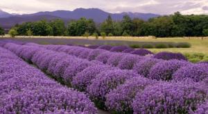 ein Lavendelfeld mit lila Blumen auf einem Feld in der Unterkunft Casa Nolè in Santa Luce