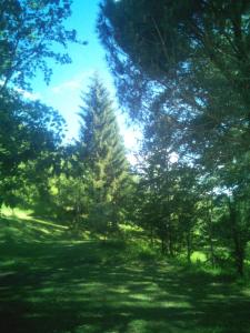 un árbol en medio de un campo con árboles en il casale di Bruno e Pina, 