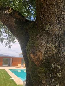 un corazón tallado en el costado de un árbol en Jardim do Olival - Casa com piscina en Correlhã