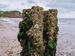 a pile of seaweed on the beach at Seaside guest house a stone's throw from the beach in Dawlish