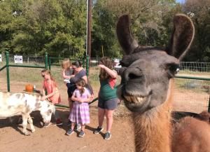 a group of people looking at a llama at "Magical Treehouse" w spiral slide off the deck 350 acres on the Brazos River! Tubing! Petting Zoo! in Weatherford