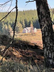a tree in a field with a barn in the background at Remote Wilderness - sleeps 4 to 6 in Halkirk